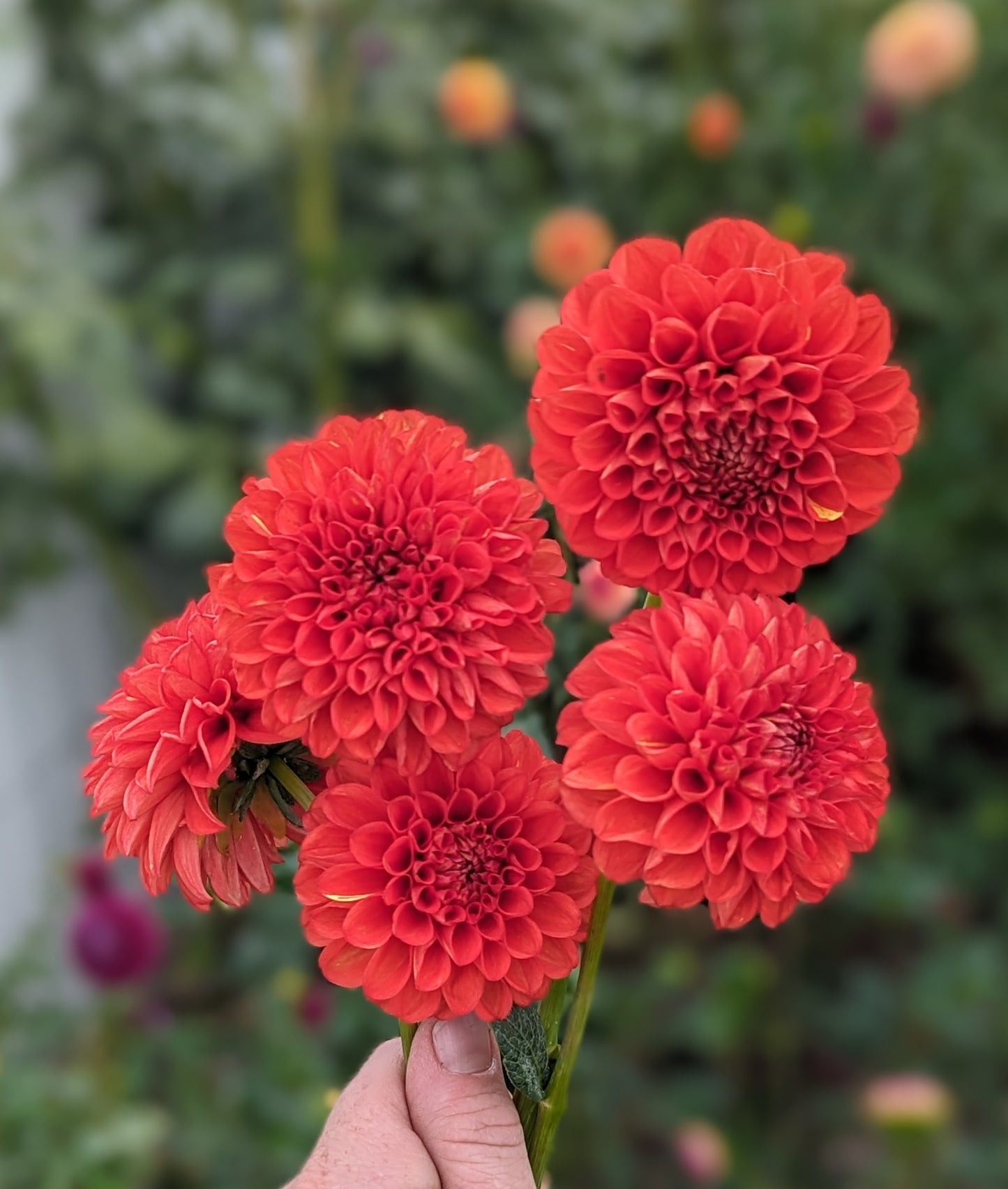 AC Angry Bird Dahlia