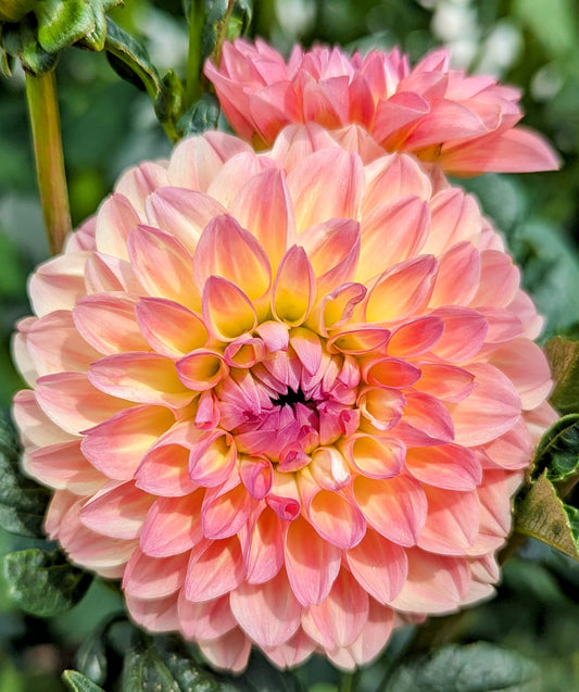 Blyton Softer Gleam dahlia