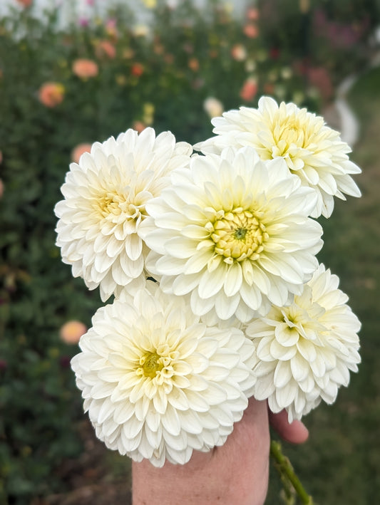 Boom Boom White dahlia