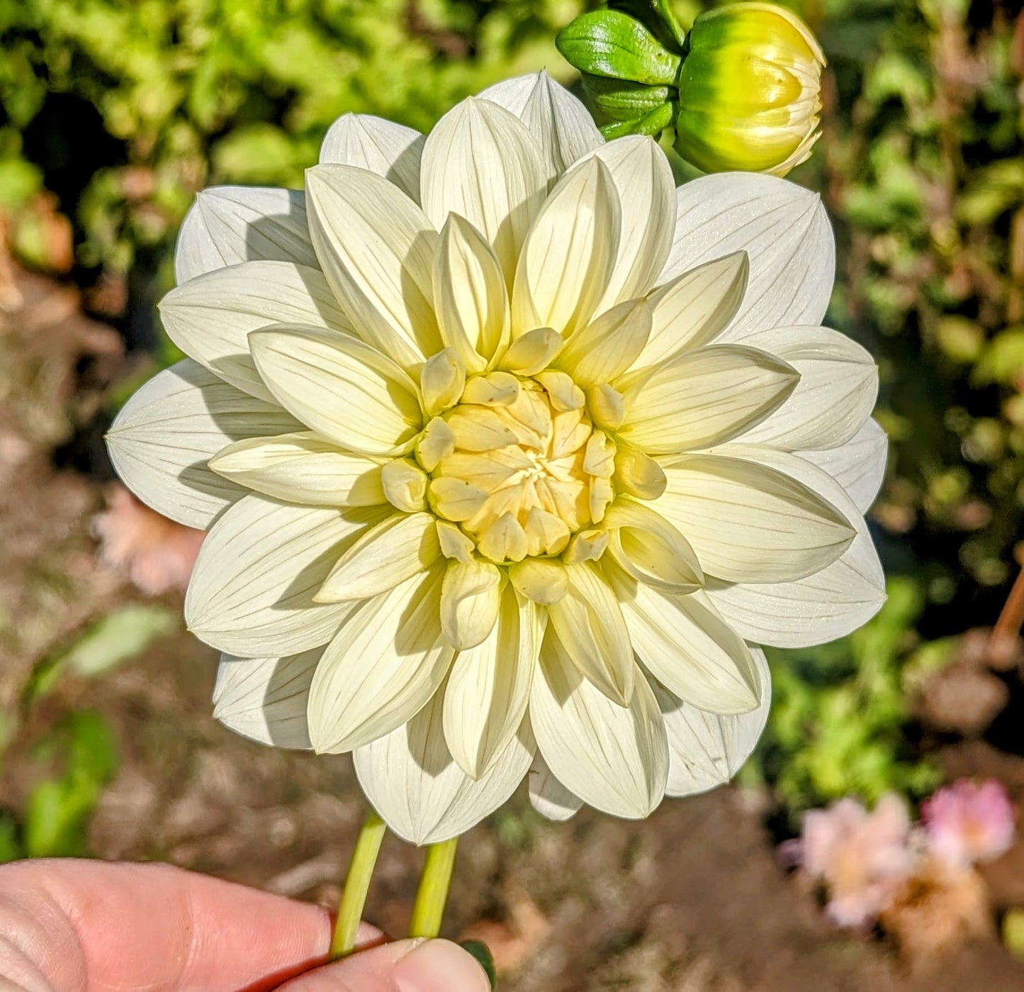 Bridezilla dahlia