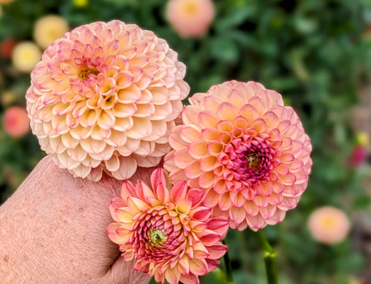 Camano Mordor dahlia