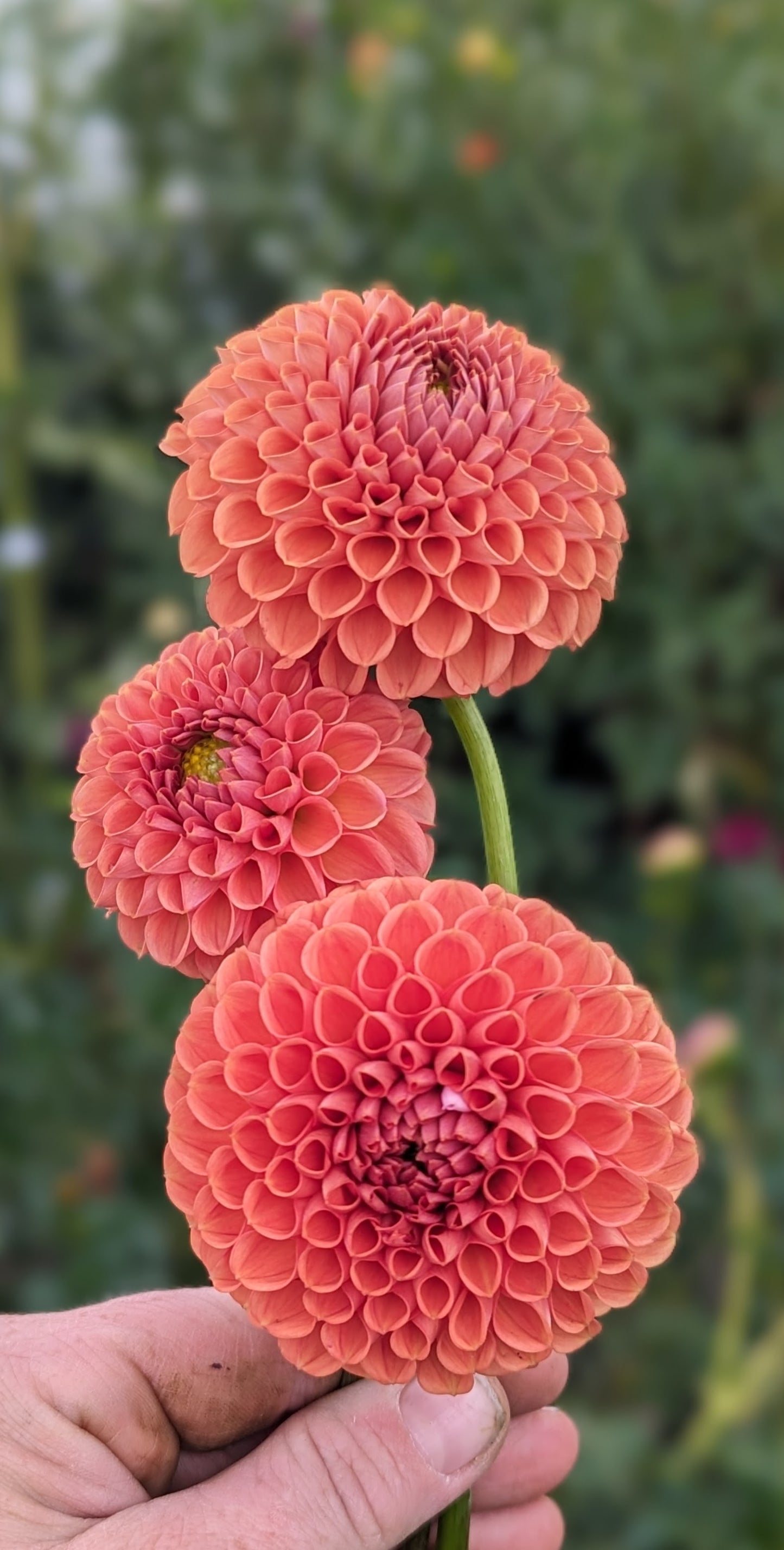 Cornel Bronze dahlia