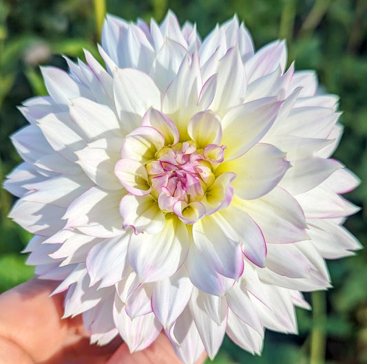 Crazy Love dahlia