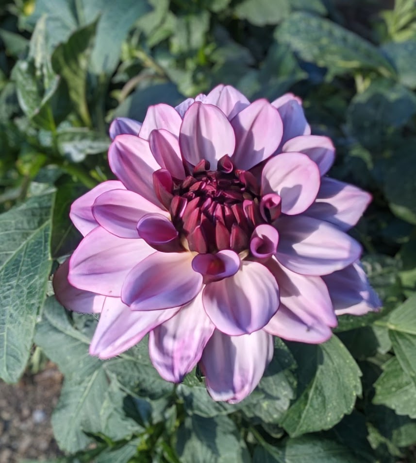 Creme de Cassis dahlia