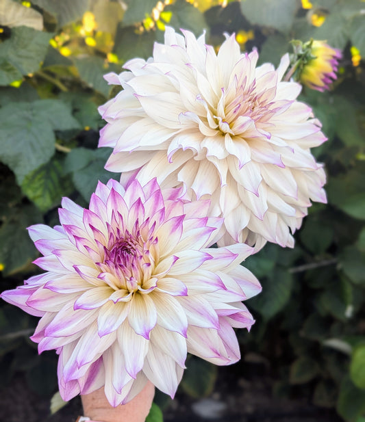 Ferncliff Illusion dahlia