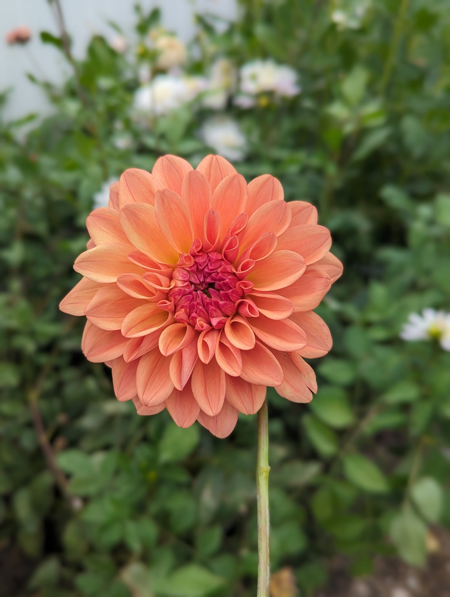 Ferncliff Copper dahlia