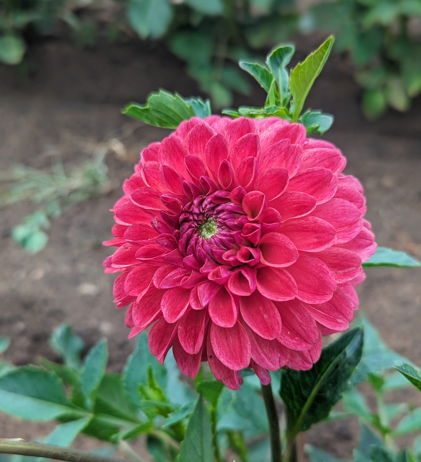 Margie Day dahlia