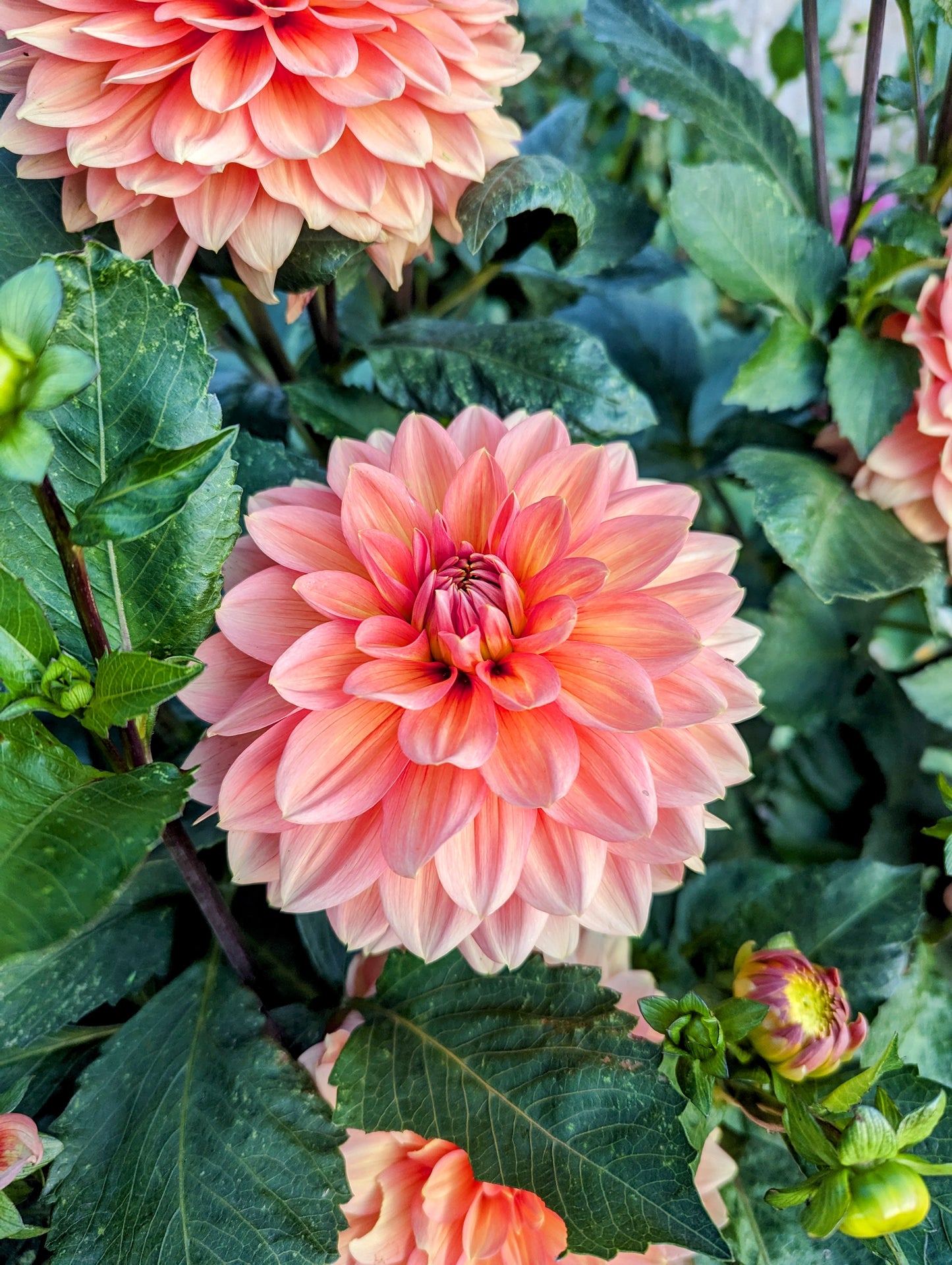 October Sky dahlia