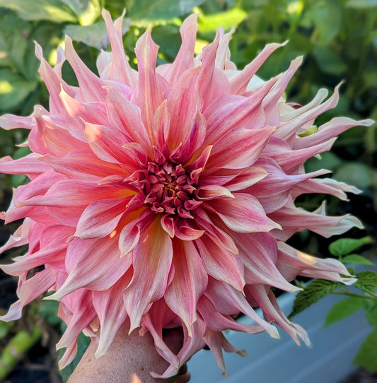 Penhill Watermelon dahlia