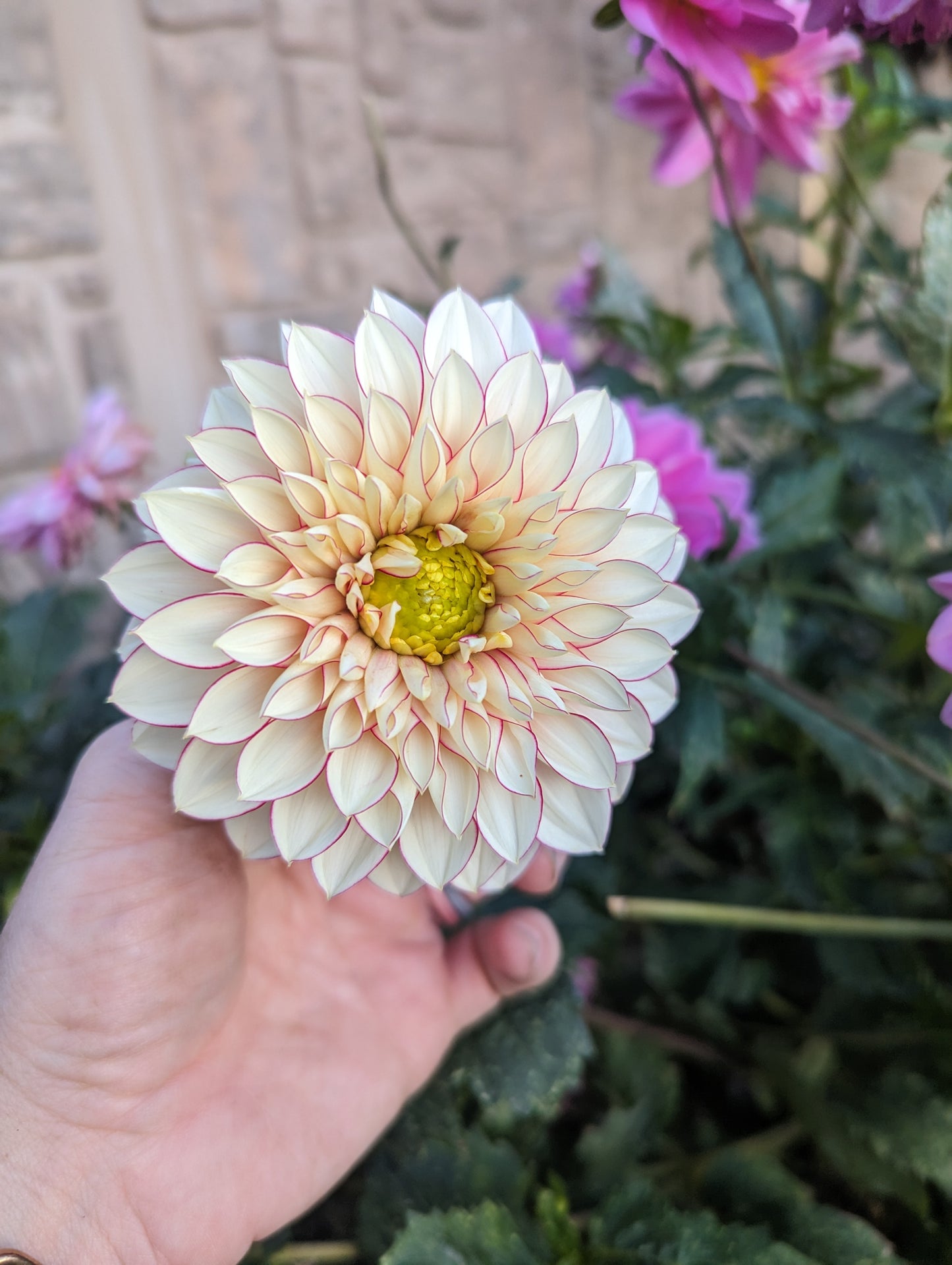 Polka dahlia