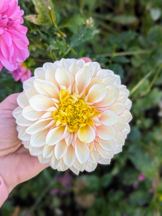 Polka dahlia