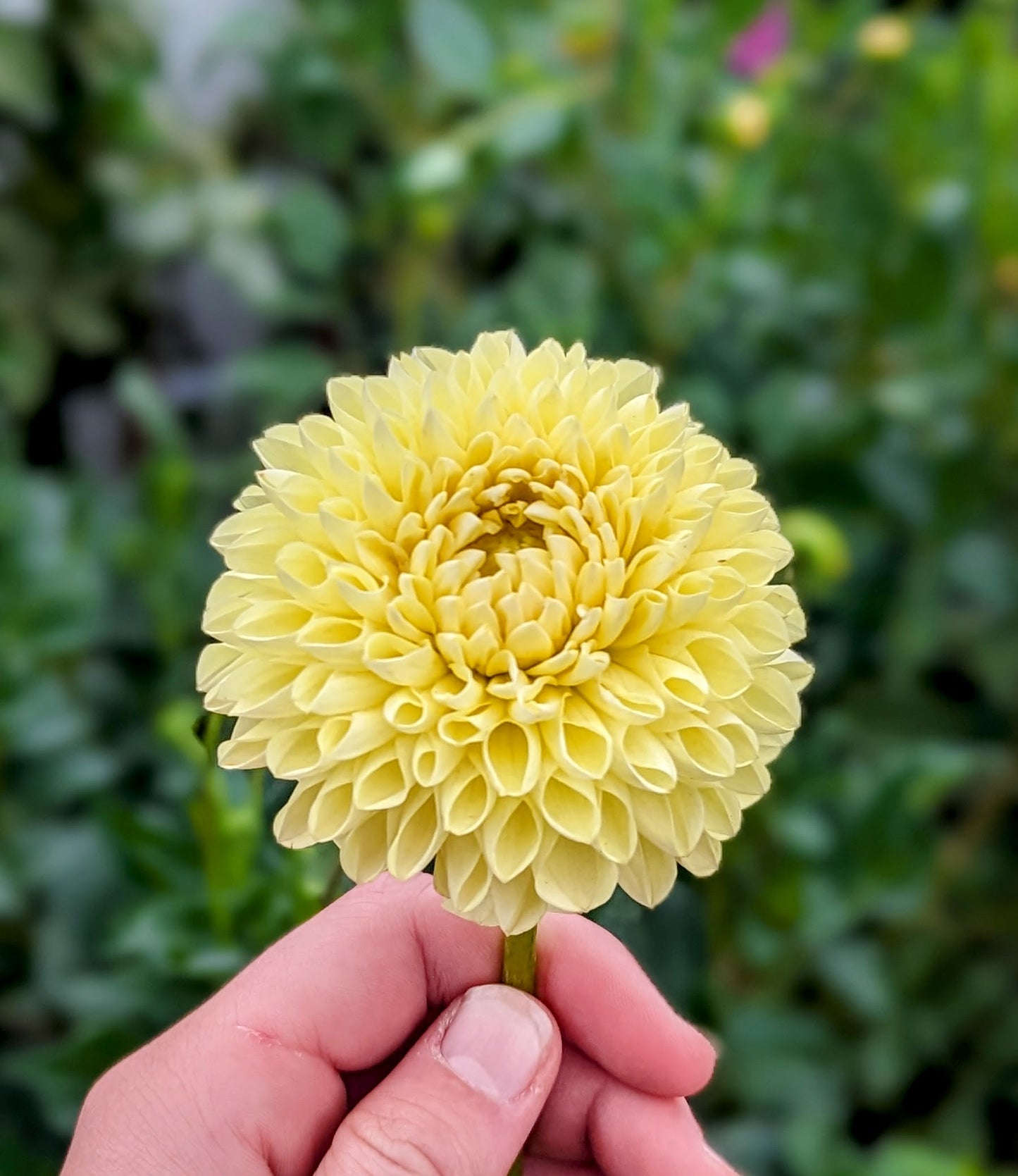 Polventon Supreme dahlia