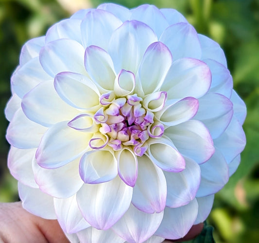 Purple Arbatax dahlia