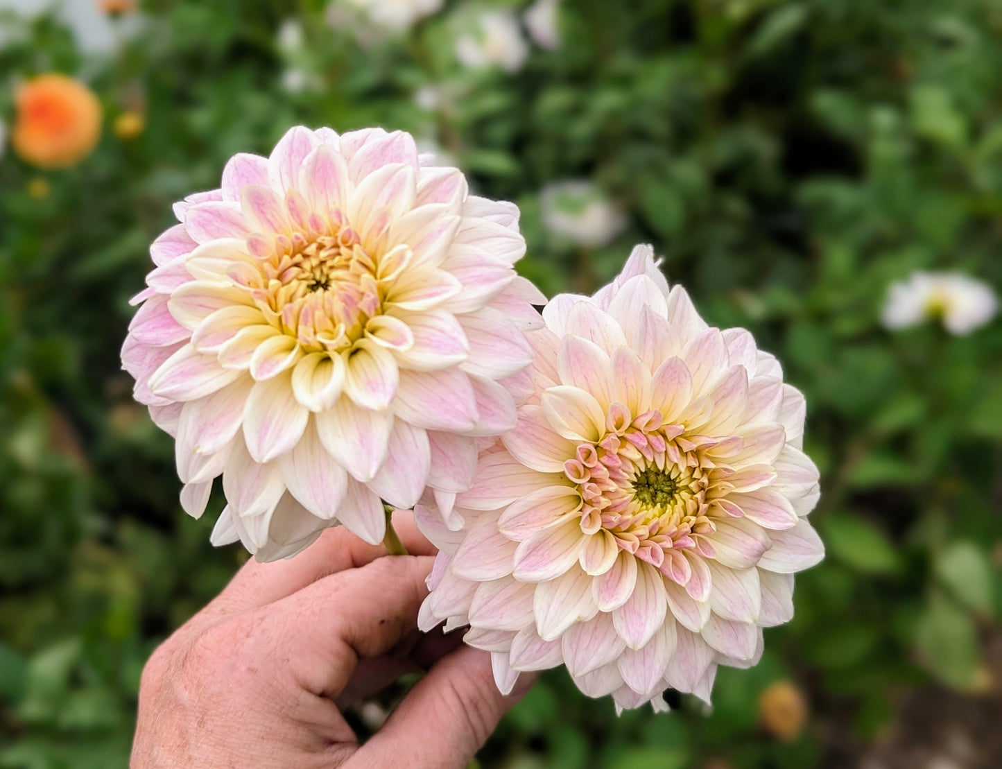 Quiet Splendor dahlia