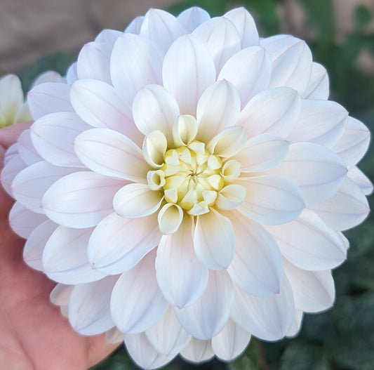 Silver Years dahlia