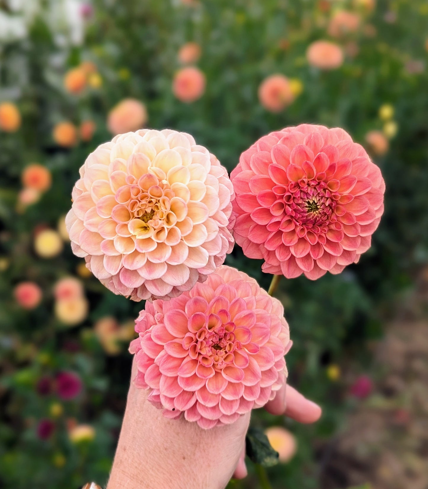 Snoho Dorris dahlia