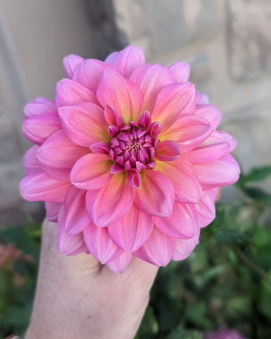 Southern Bell dahlia