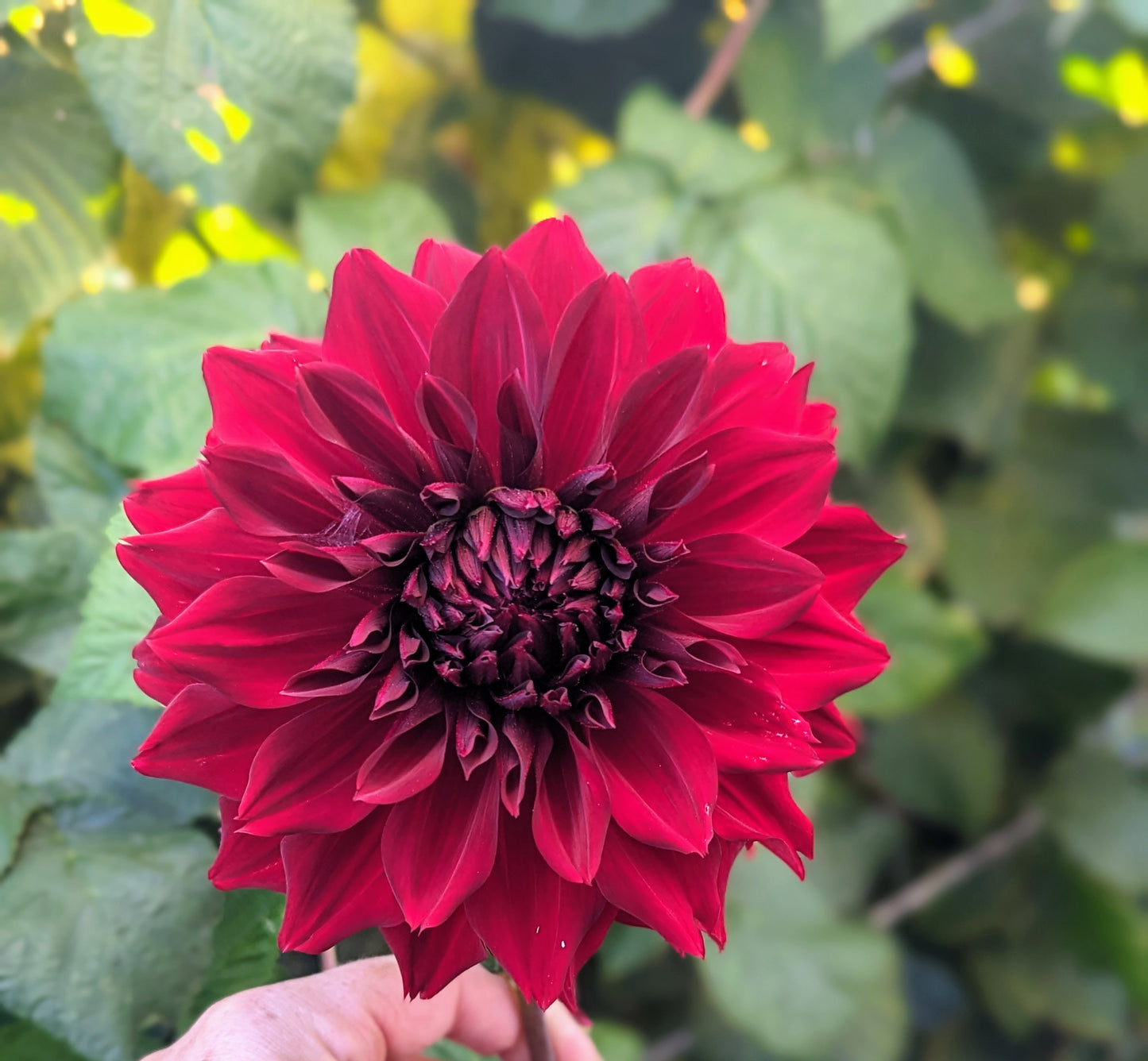 Sparticus dahlia