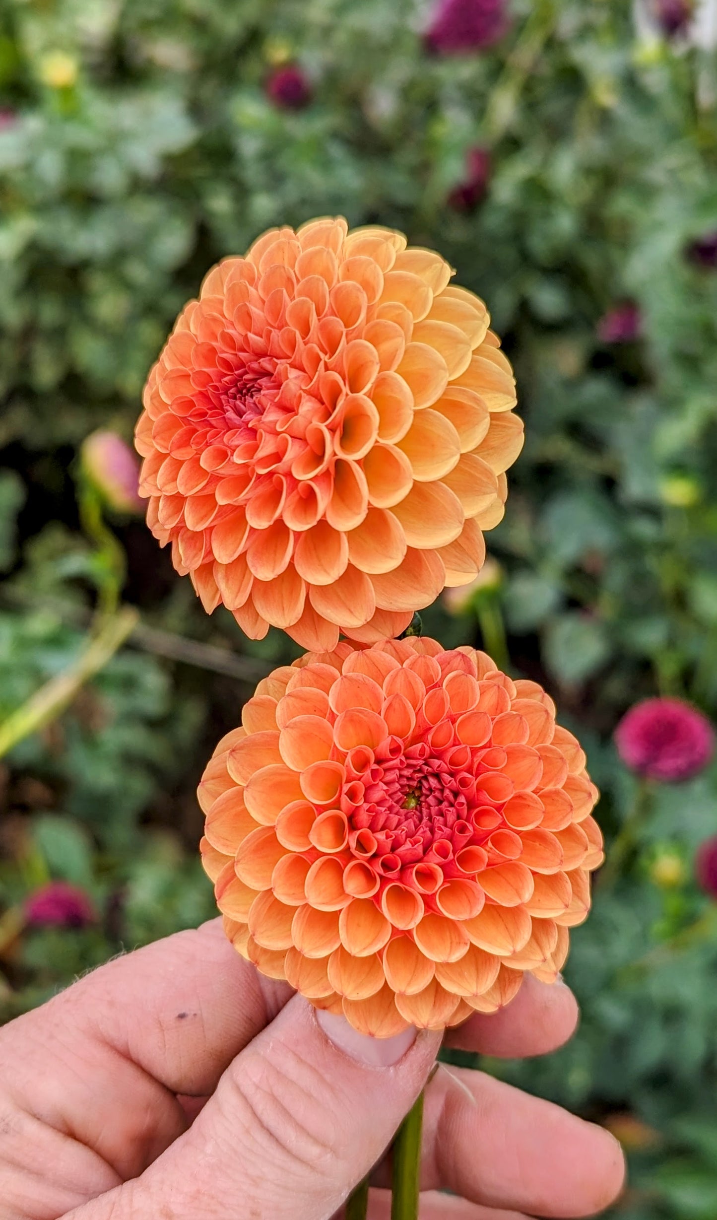 Valley Rust Bucket dahlia