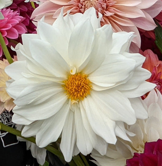 White Alvas dahlia