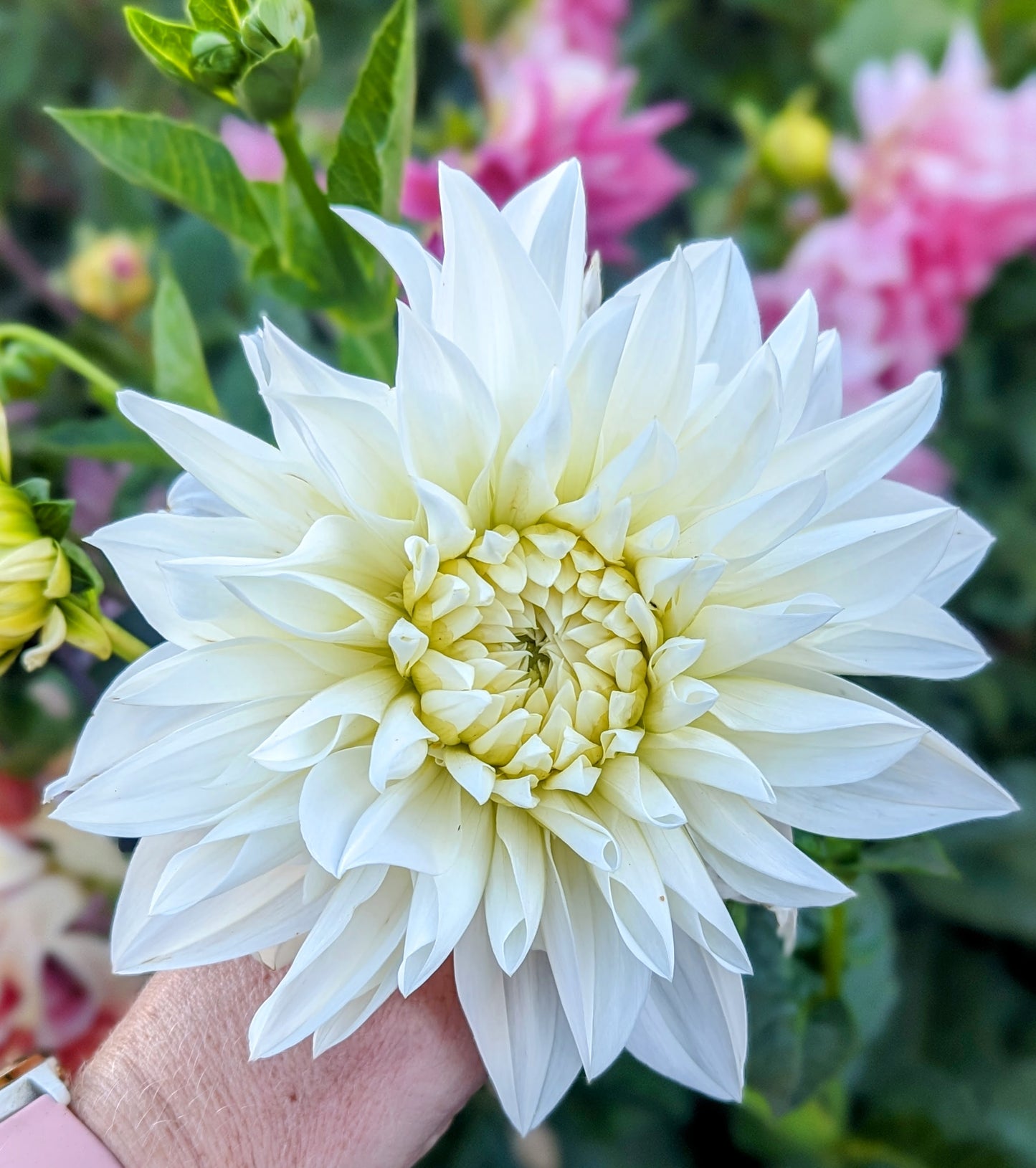 White Perfection dahlia