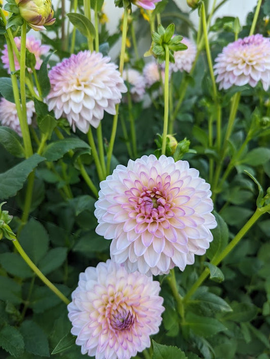 Arbatax dahlia