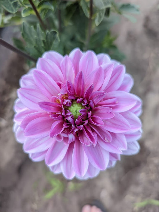 Blue Bell dahlia