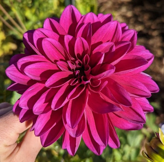 Cantiflora dahlia