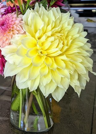 Kelvin Flood Light dahlia