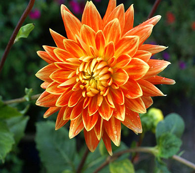 Motto dahlia