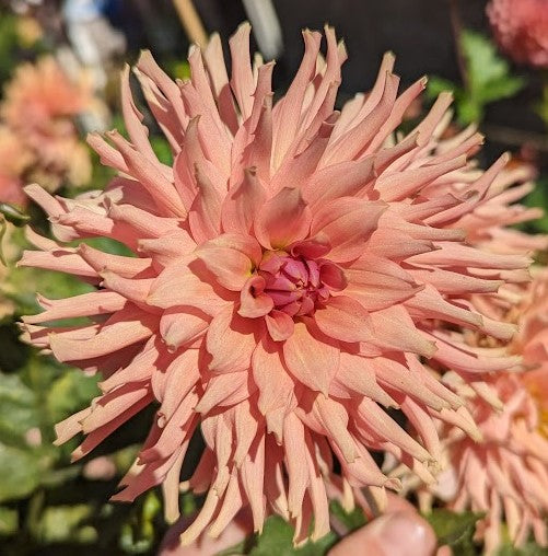 Terracotta dahlia