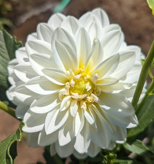 White Alvas dahlia