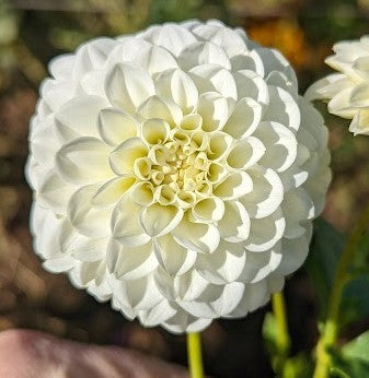 White Aster dahlia