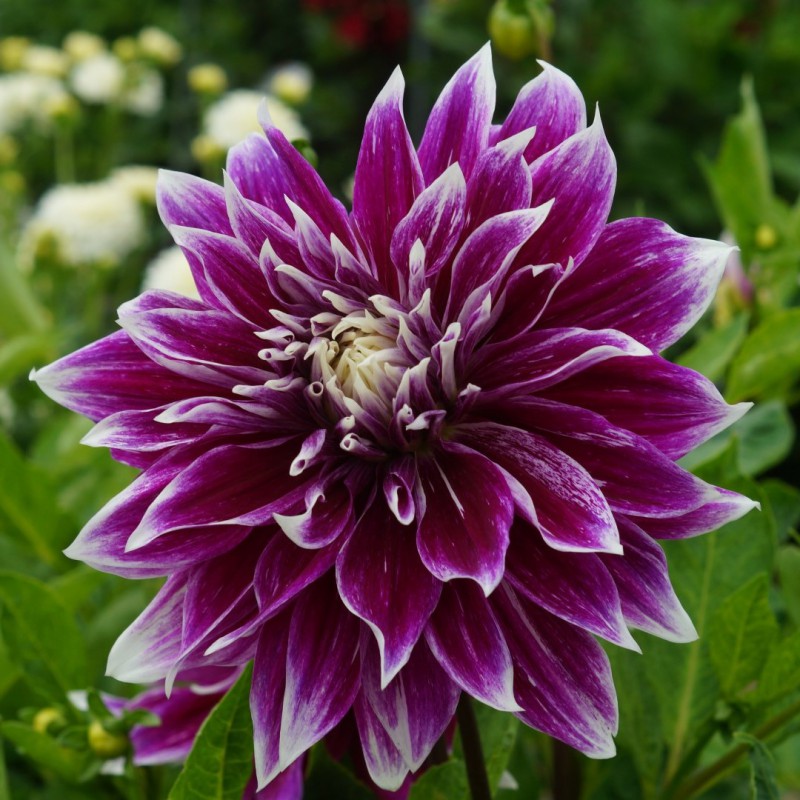 Pramie 18 dahlia