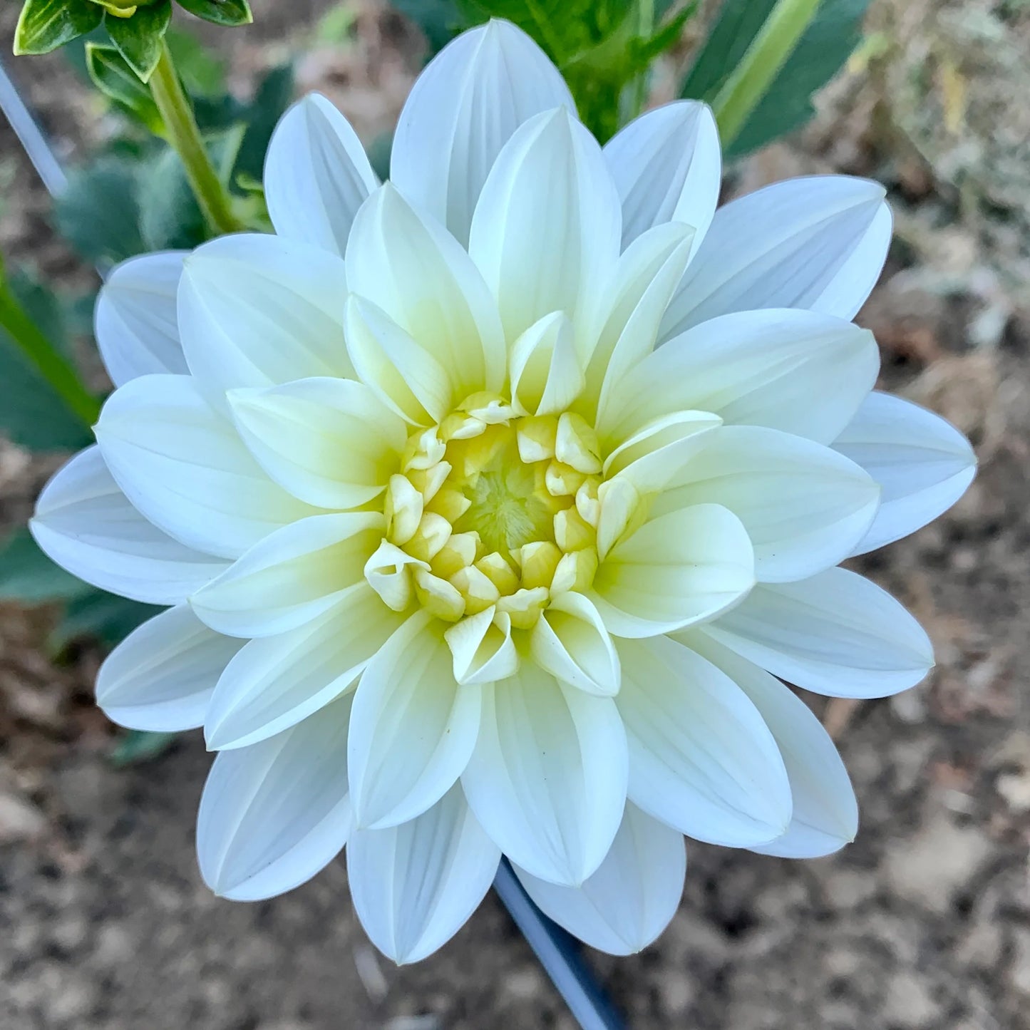 White Onesta dahlia